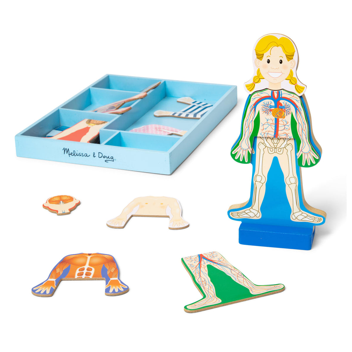 Magnetic Human Body Play Set Y1